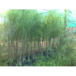 Palmera Cocus Plumosa